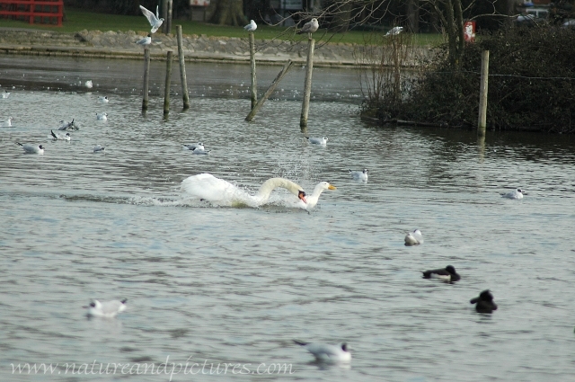 swan, mute swan, mute swans-1.JPG - SWAN (ATTEMPTING TO DROWN DUCK AS TERRITORY ESTABLISHED) - BAFFINS POND - 2ND FEB 2005